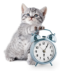Clinic Hours at Mt. Sterling Veterinary Clinic in Mt. Sterling IL